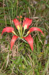 Pine lily